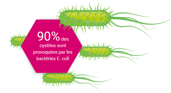 Cystite – un problème typiquement féminin? Pourquoi les femmes souffrent plus fréquemment de cystite